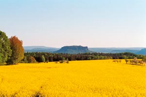 Rapsfeld mit Tafelberg