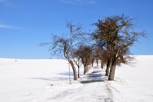 Feldweg im Schnee